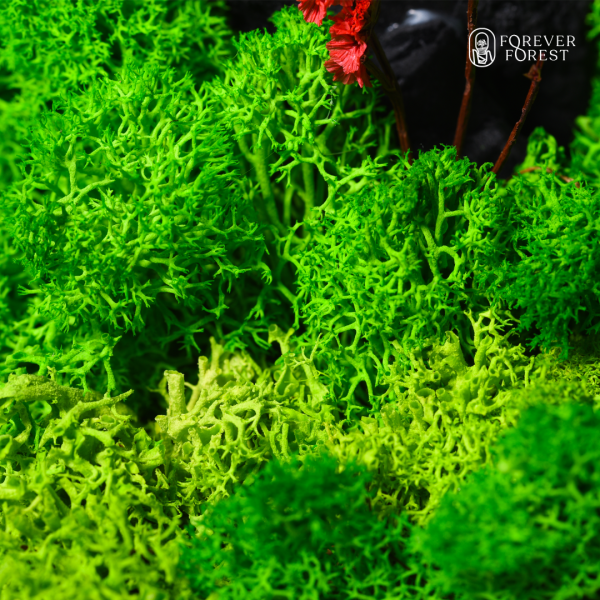 Forever Terrarium Classic