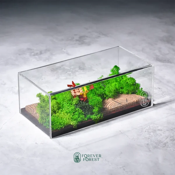 Forever Terrarium Panorama
