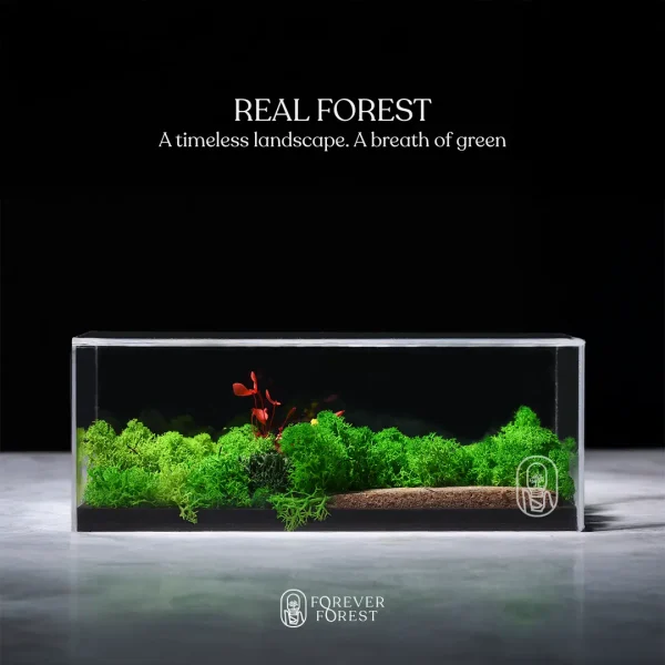 Forever Terrarium Panorama