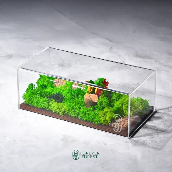 Forever Terrarium Panorama